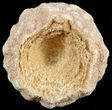 Flower-Like Sandstone Concretion - Pseudo Stromatolite #62226-1